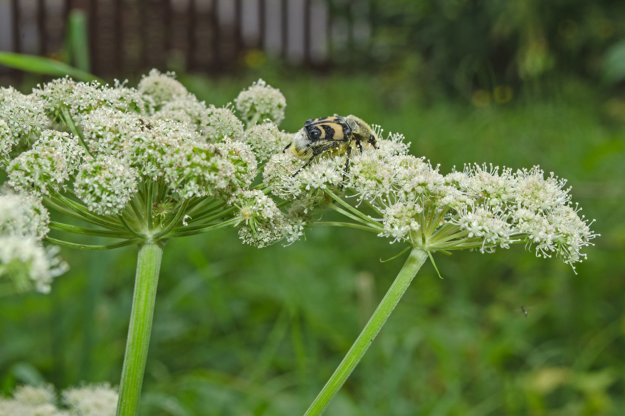 Image of Angelica sylvestris specimen.