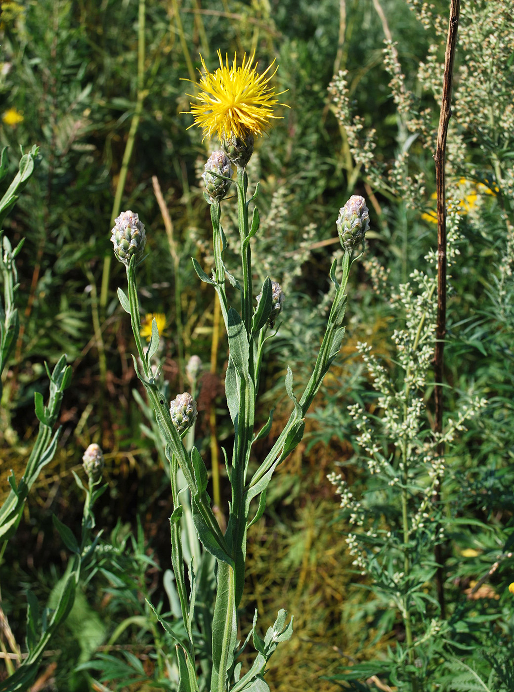 Image of Chartolepis intermedia specimen.