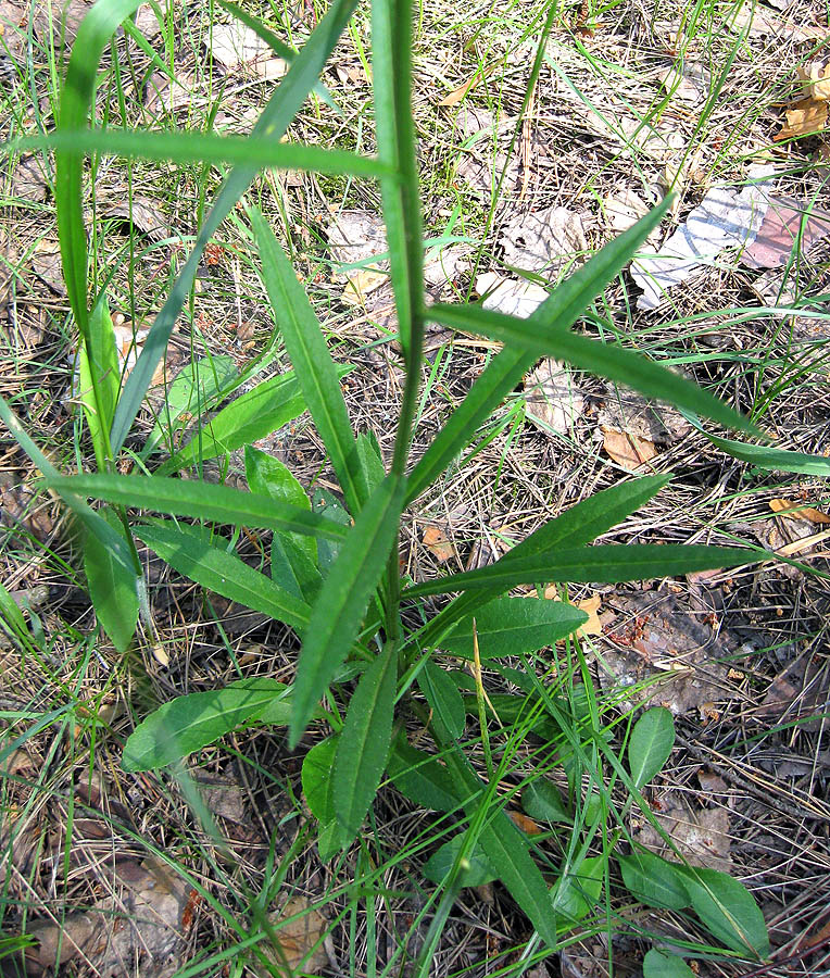 Image of Campanula persicifolia specimen.