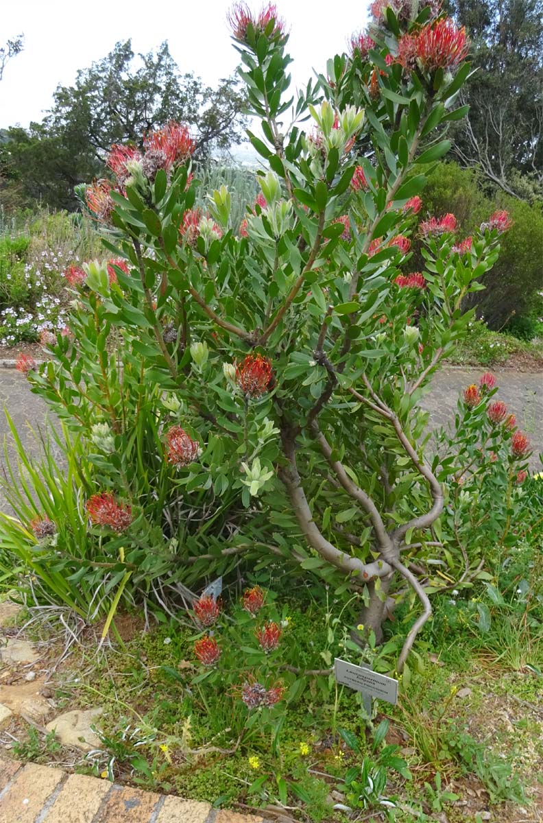 Изображение особи Leucospermum fulgens.