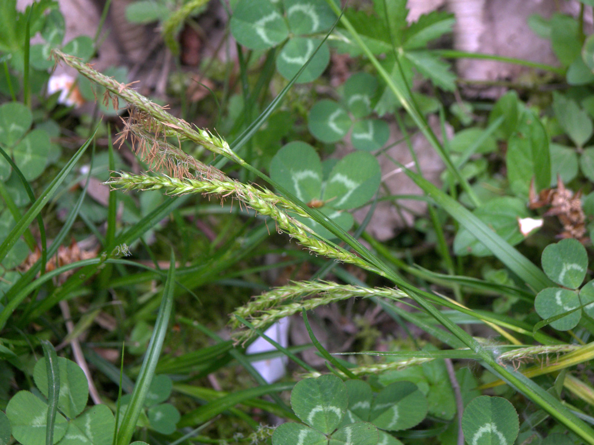 Image of Carex sylvatica specimen.