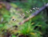 Melica nutans. Верхушка плодоносящего растения с сидящим пауком. Пермский край, Лысьвинский р-н, окр. с. Кын-завод, гора Мёрзлая, поляна в еловом лесу. 23.09.2018.