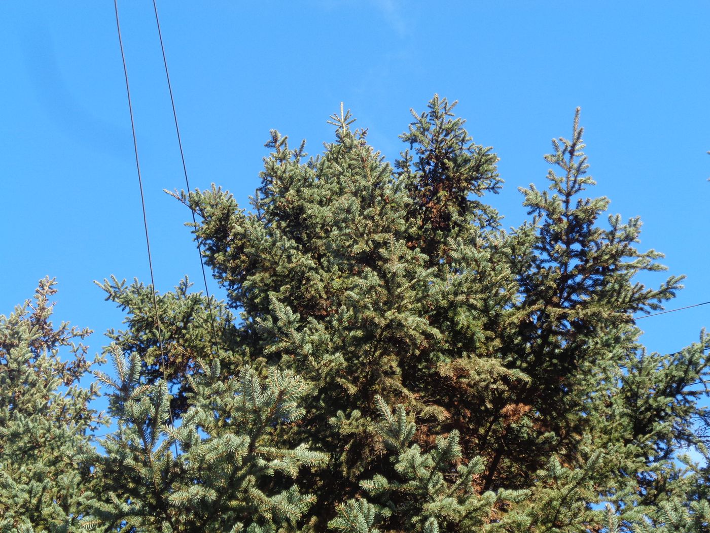 Image of Picea glauca specimen.