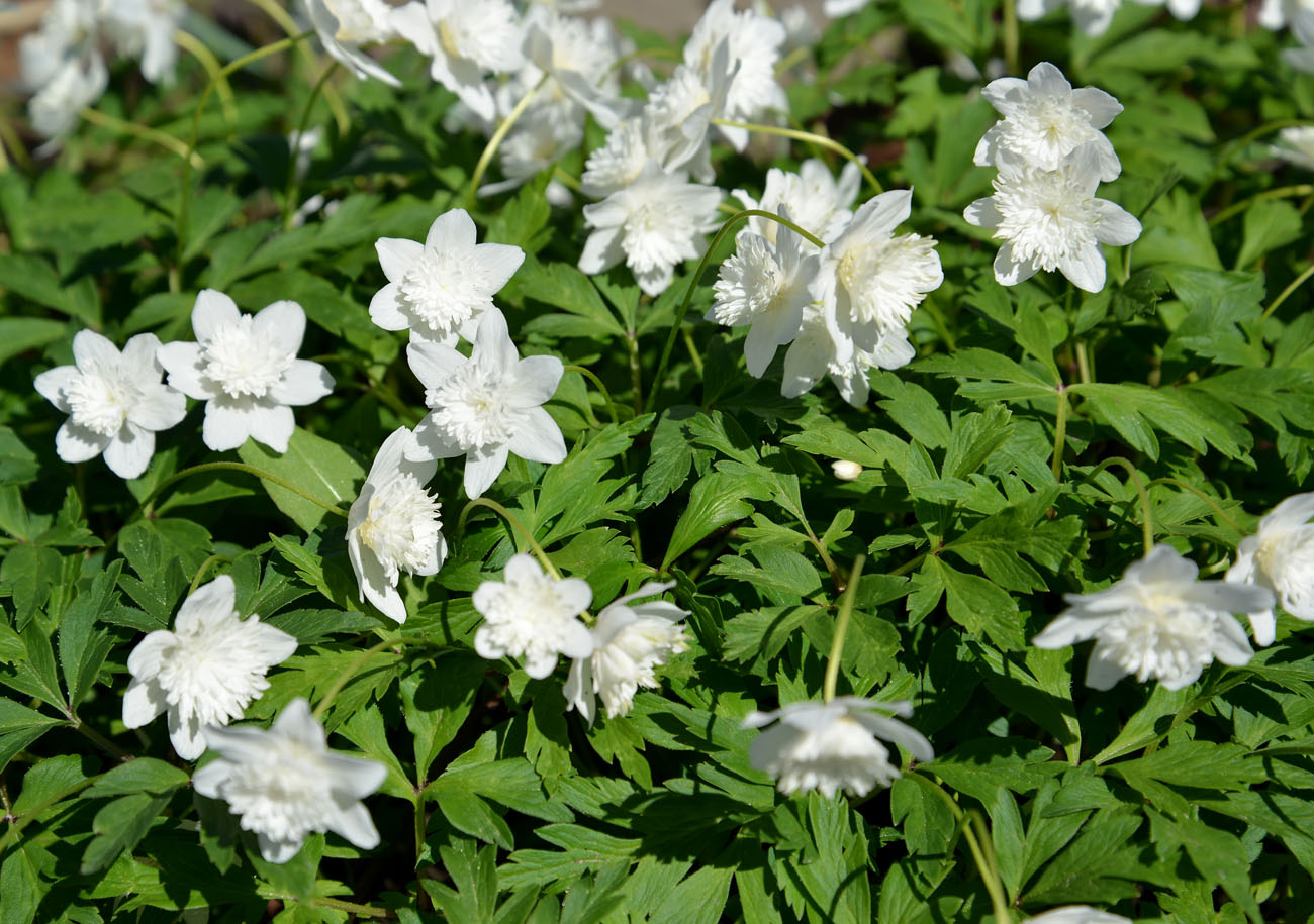 Image of Anemone nemorosa specimen.