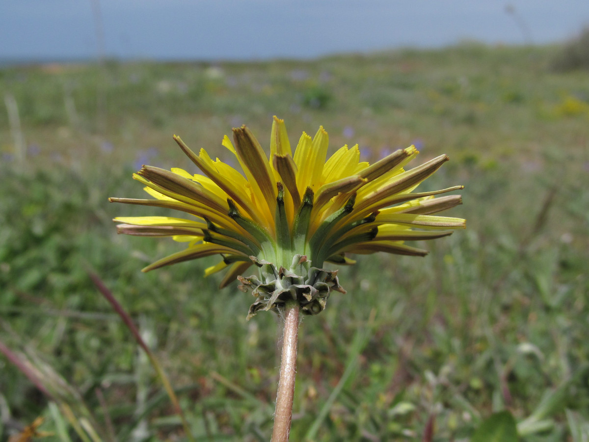 Изображение особи Taraxacum hellenicum.