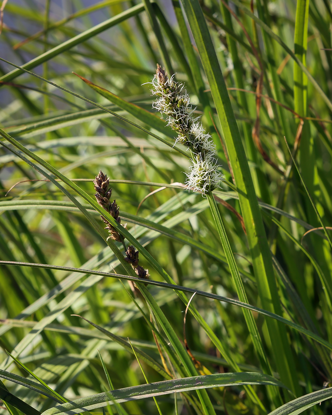 Image of Carex vulpina specimen.