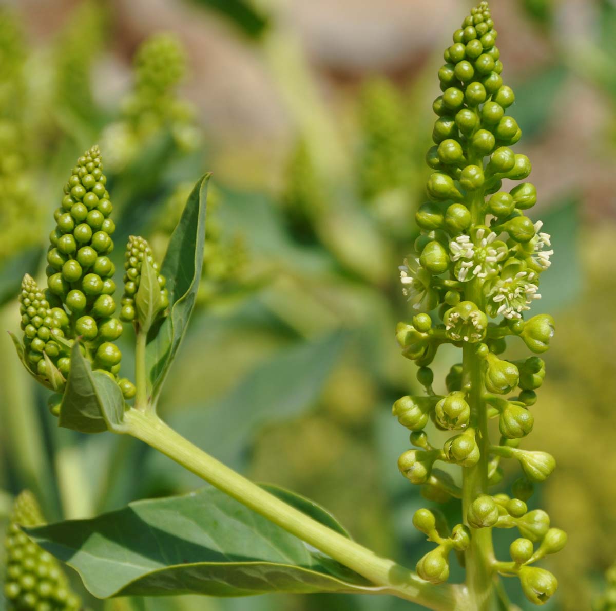 Image of Phytolacca pruinosa specimen.