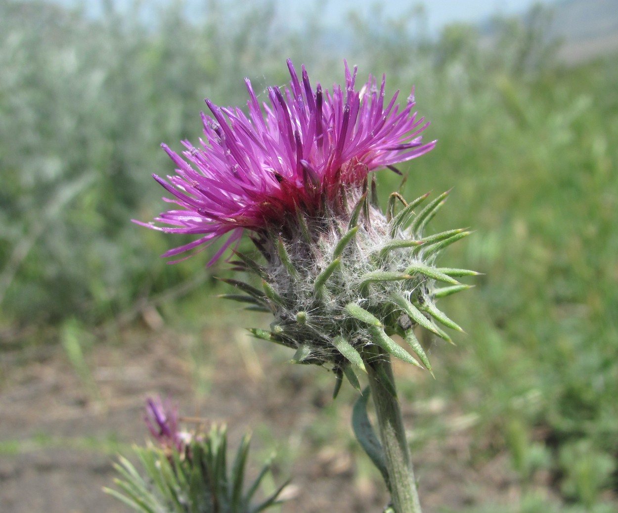 Image of genus Carduus specimen.