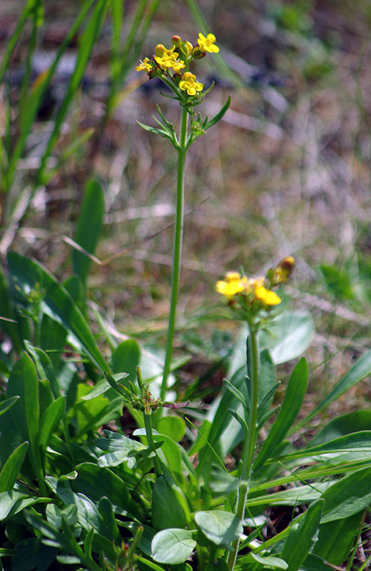 Image of Patrinia sibirica specimen.