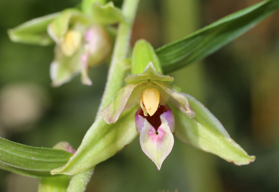 Изображение особи Epipactis leptochila.