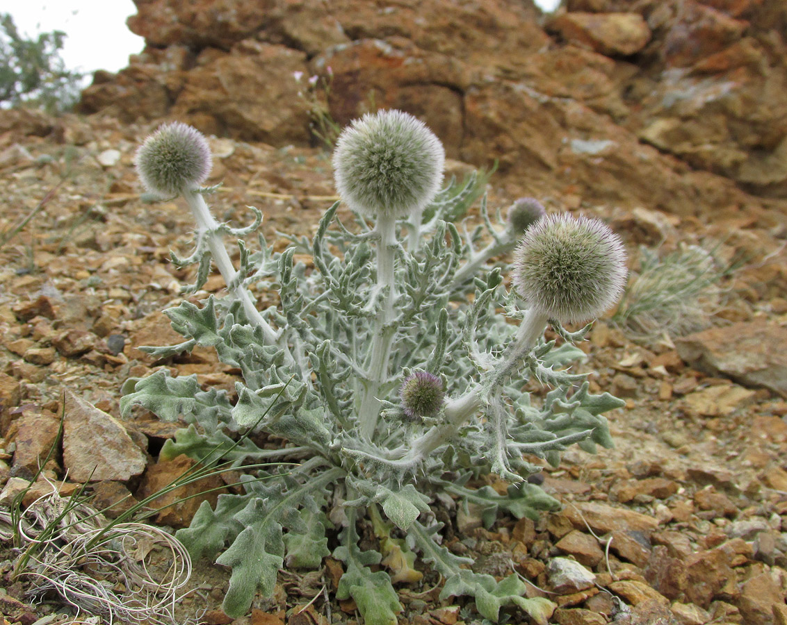 Image of Echinops humilis specimen.