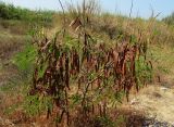 Leucaena leucocephala