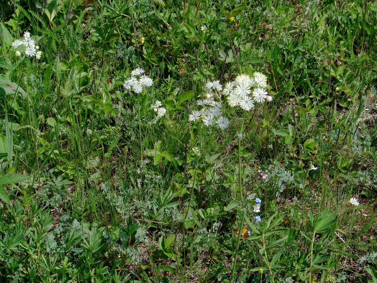 Image of Thalictrum petaloideum specimen.