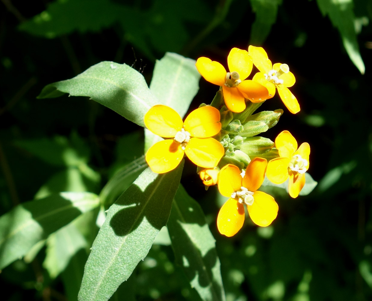 Image of Erysimum croceum specimen.