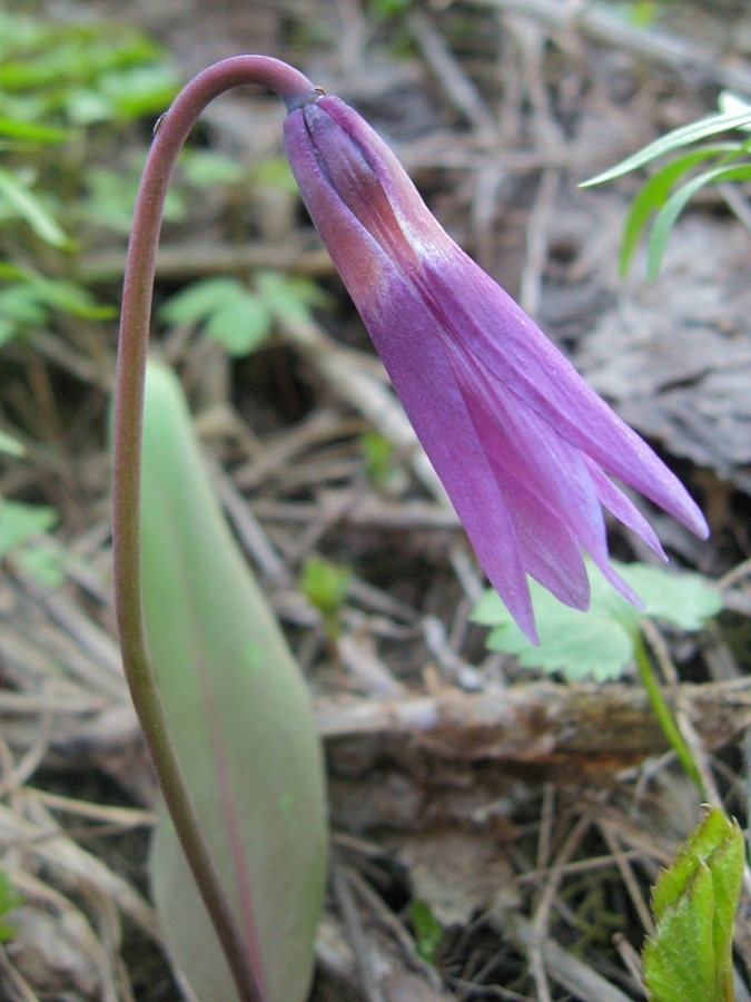 Изображение особи Erythronium sibiricum.