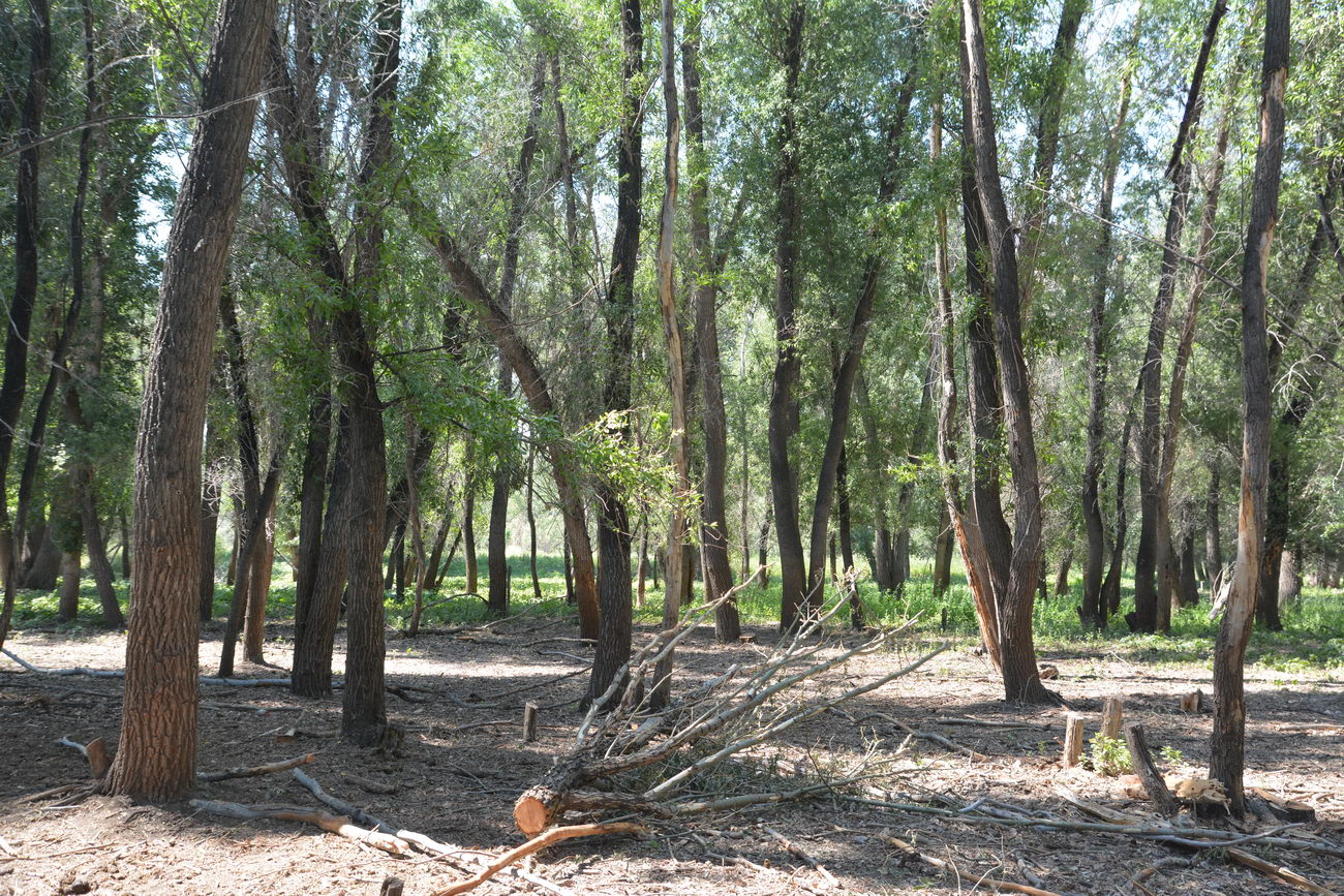 Image of Salix alba specimen.