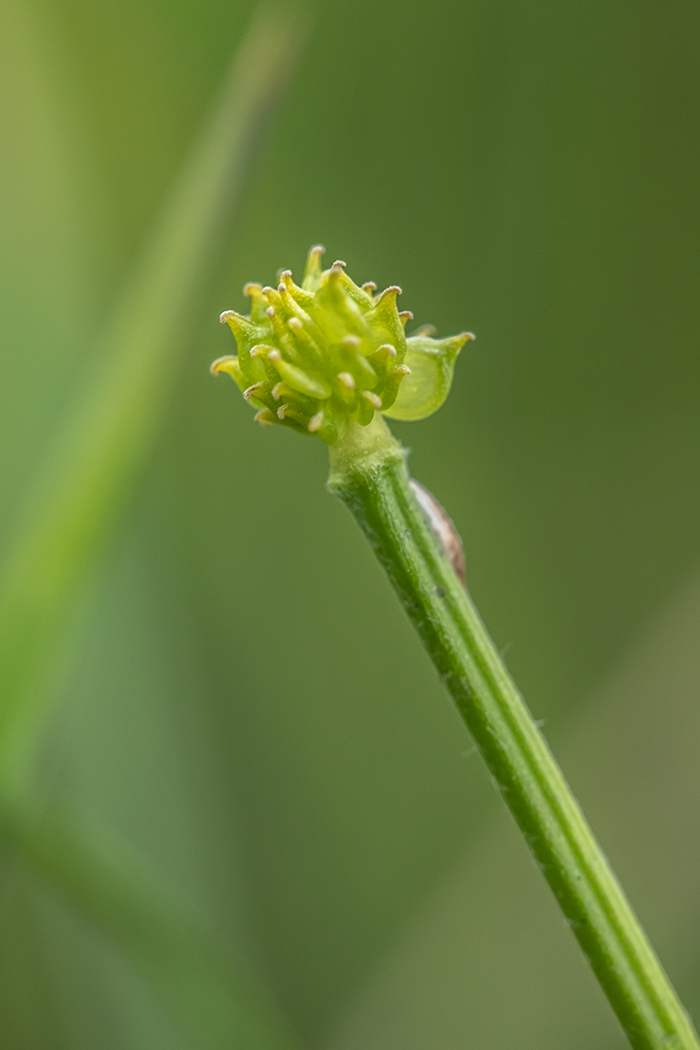 Image of Ranunculus repens specimen.