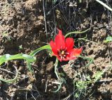 Tulipa florenskyi