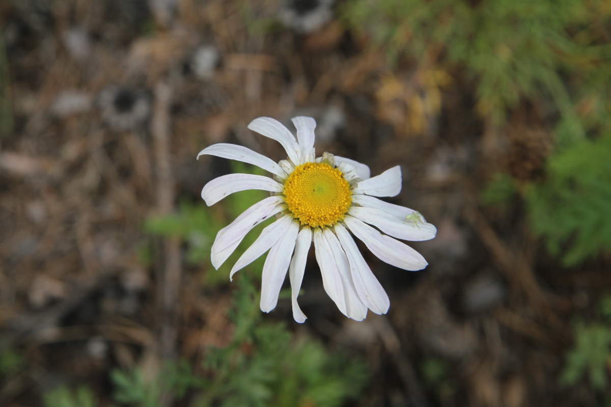 Изображение особи Chrysanthemum zawadskii.