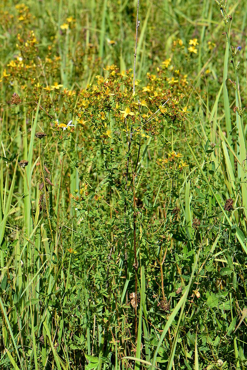 Изображение особи Hypericum perforatum.