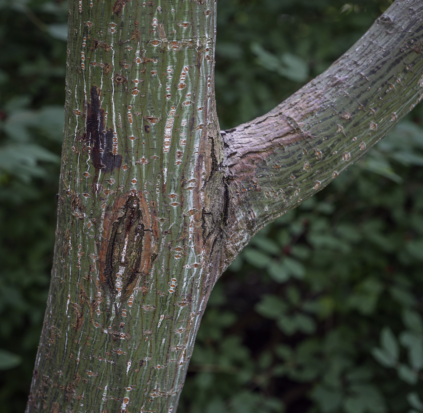 Image of Acer capillipes specimen.