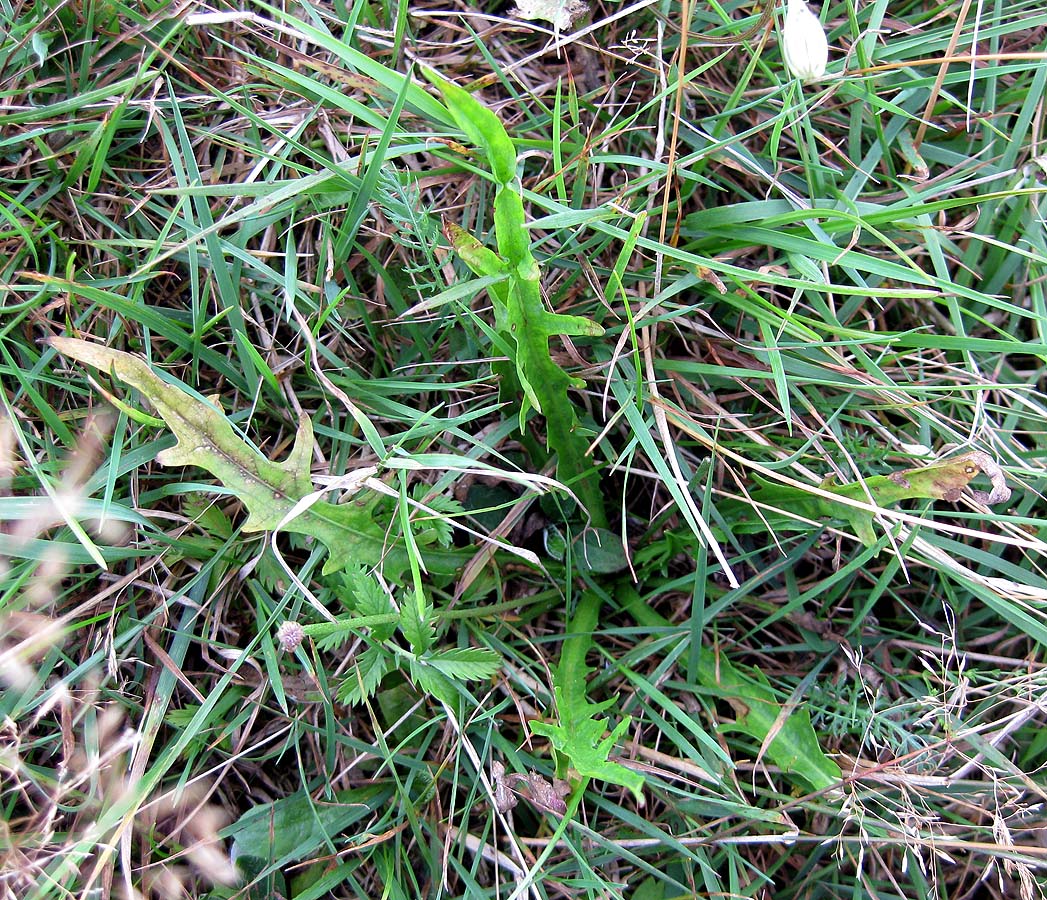 Image of Scorzoneroides autumnalis specimen.