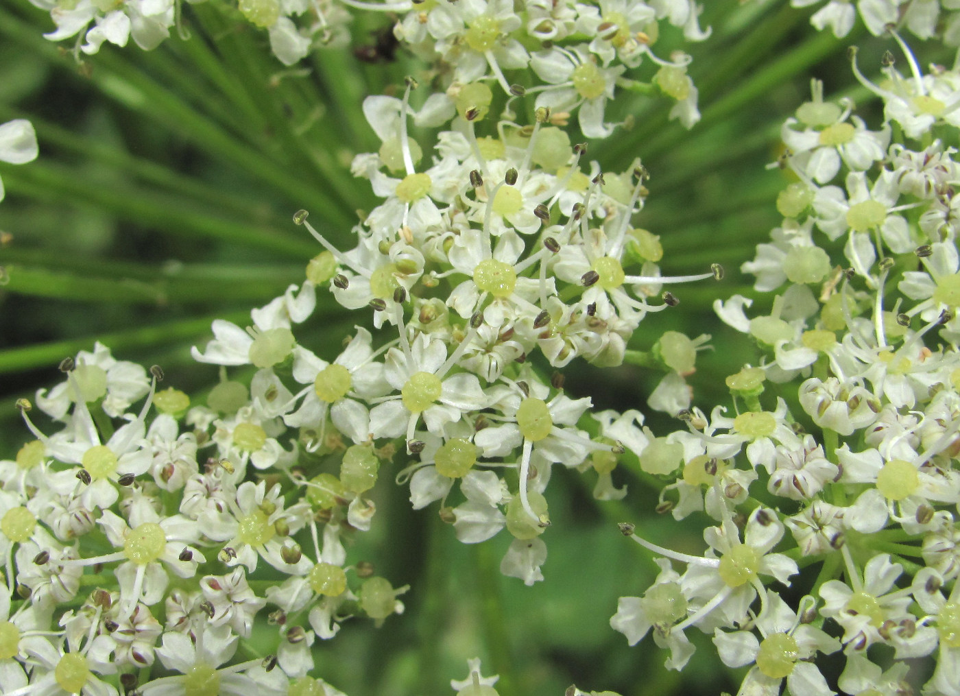 Image of Heracleum leskovii specimen.