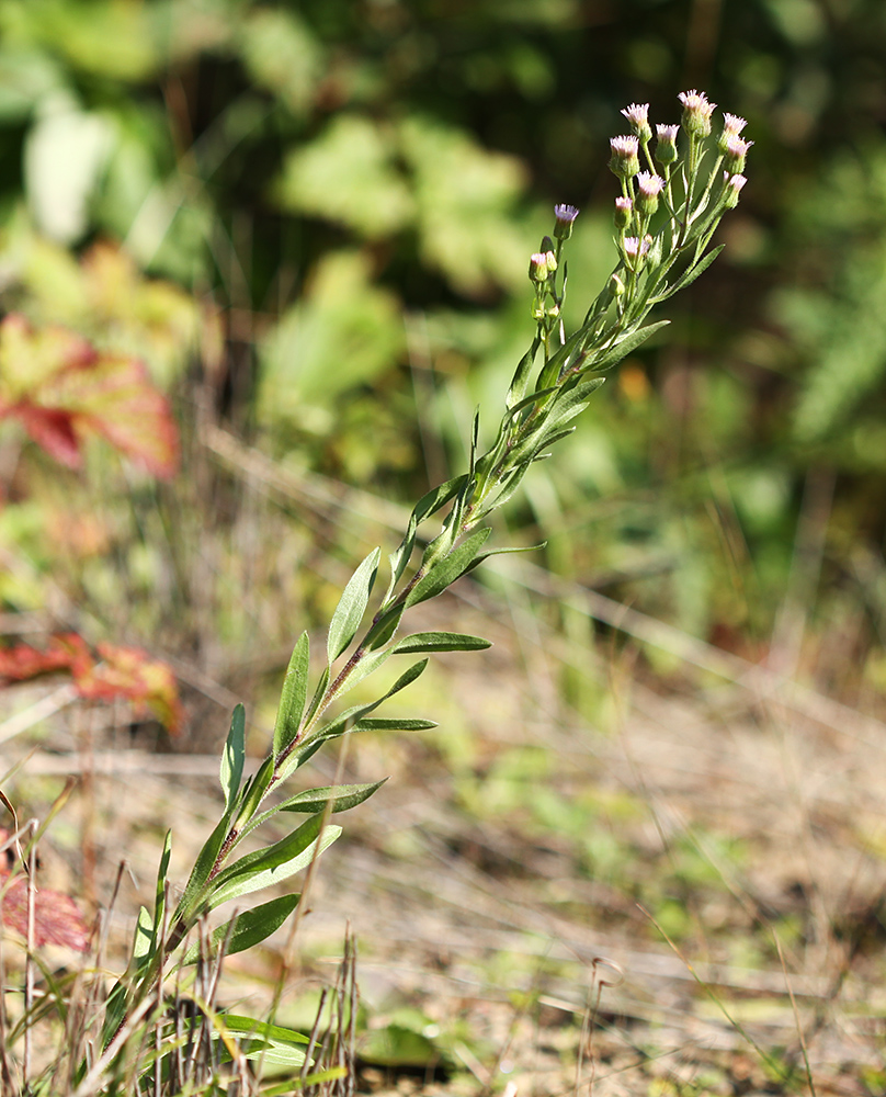 Image of Erigeron manshuricus specimen.