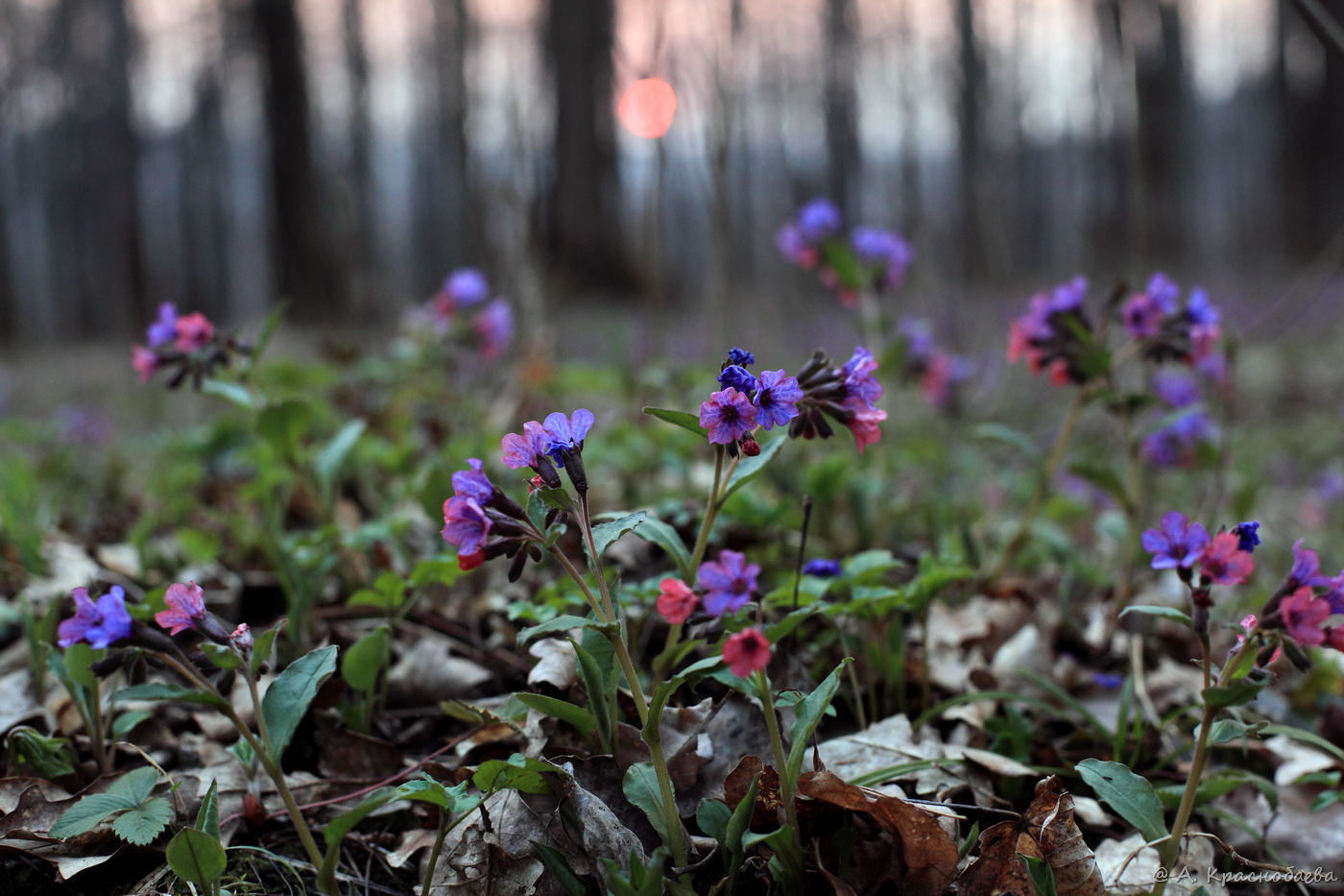 Изображение особи Pulmonaria obscura.