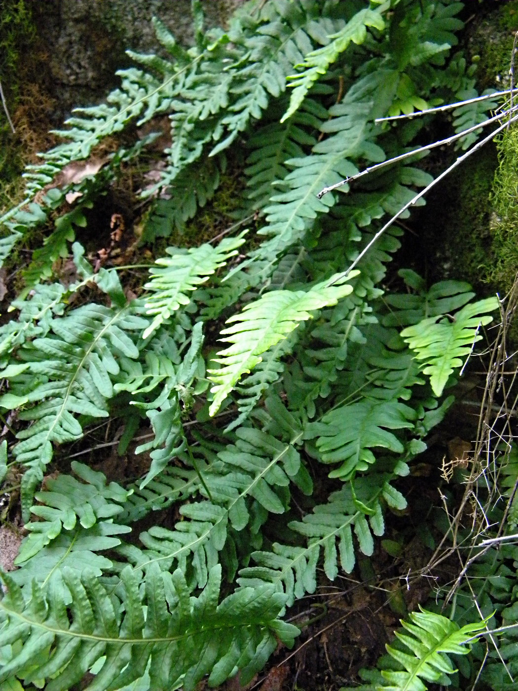 Image of Polypodium vulgare specimen.