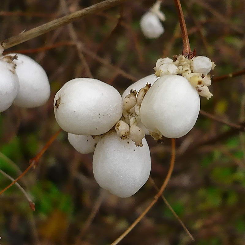 Image of Symphoricarpos albus var. laevigatus specimen.