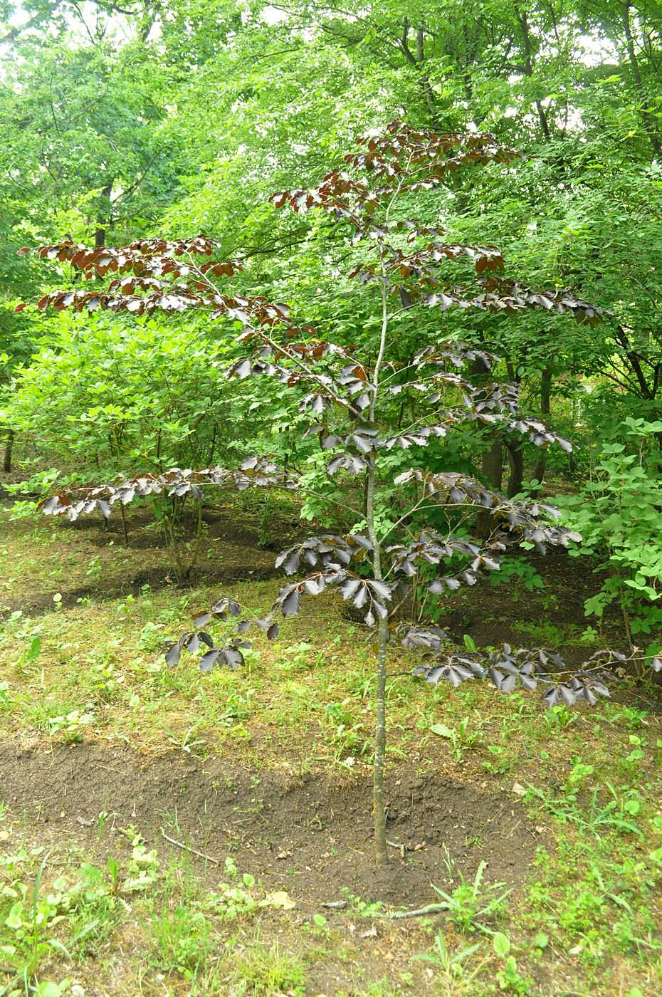 Image of Fagus orientalis specimen.