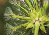 Taraxacum mongolicum