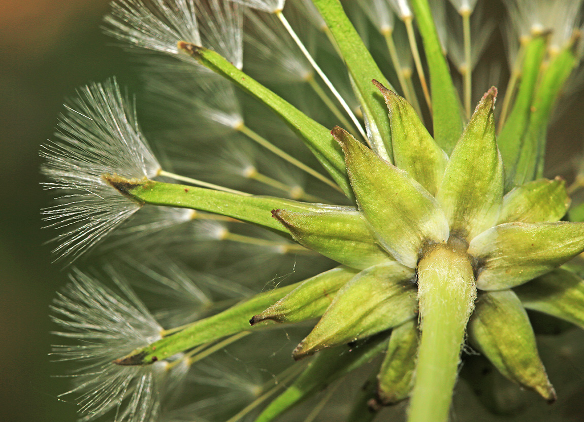 Image of Taraxacum mongolicum specimen.