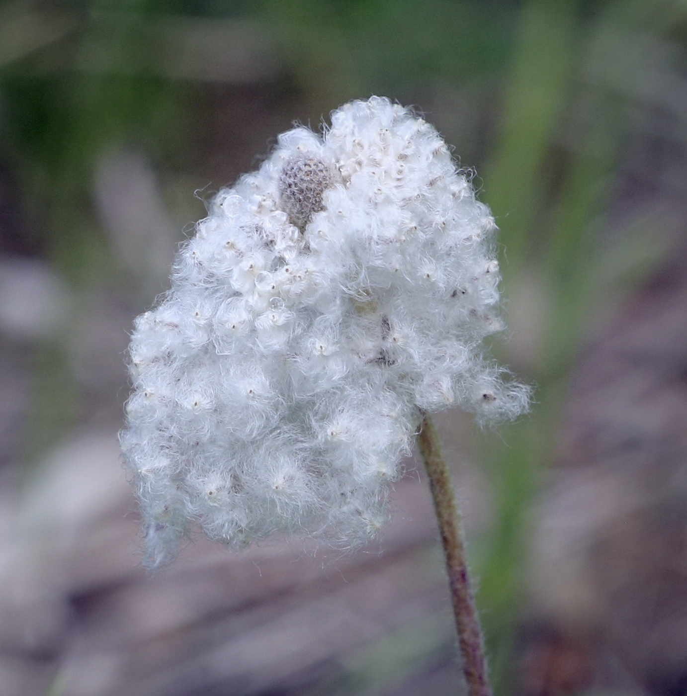 Image of Anemone sylvestris specimen.