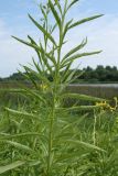 Senecio paludosus