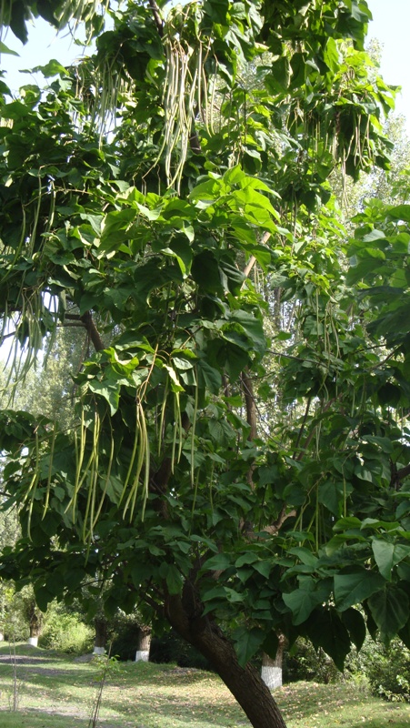 Image of Catalpa bignonioides specimen.