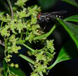 genus Elaeodendron