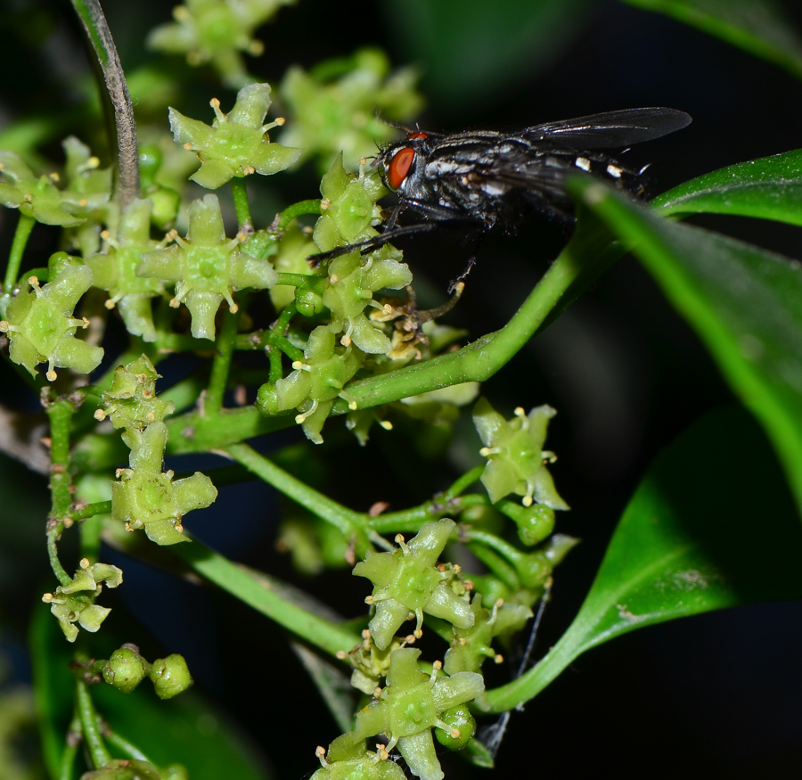 Image of genus Elaeodendron specimen.