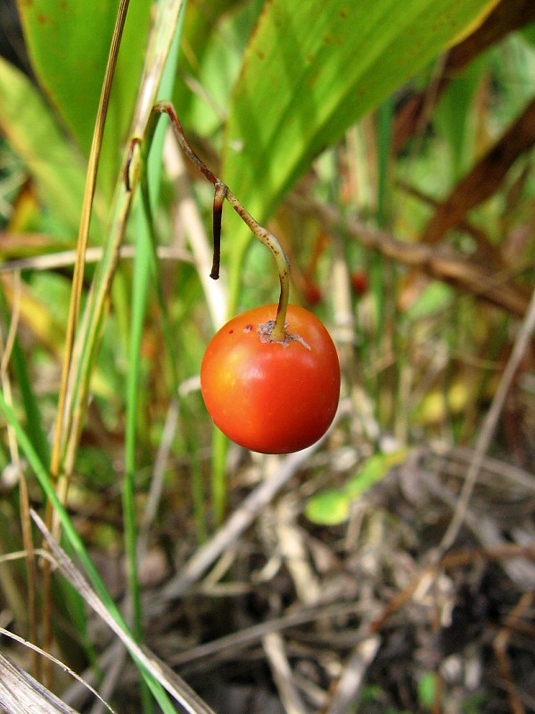 Изображение особи Convallaria majalis.