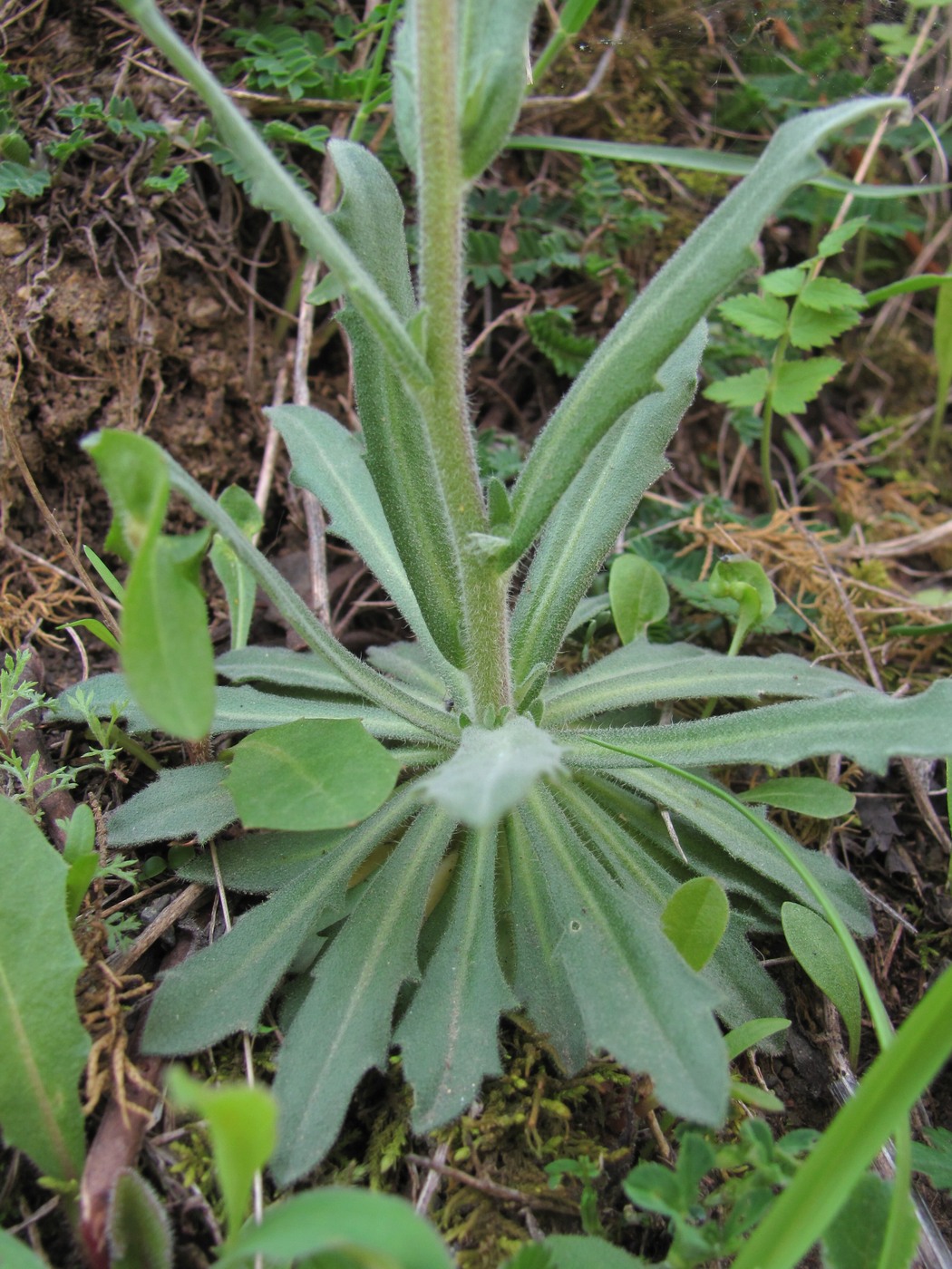 Image of familia Brassicaceae specimen.