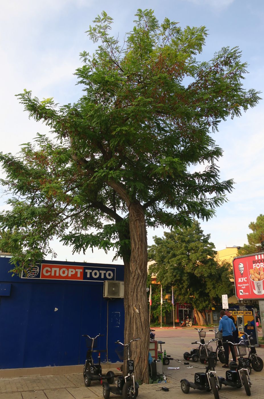 Изображение особи Robinia pseudoacacia.