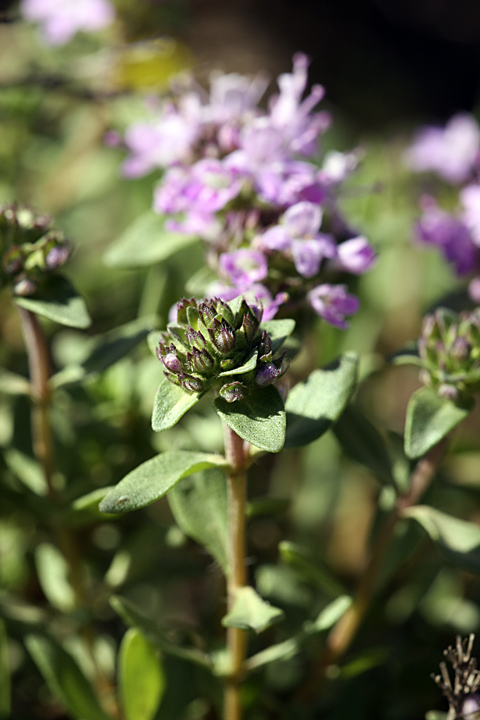 Image of genus Thymus specimen.