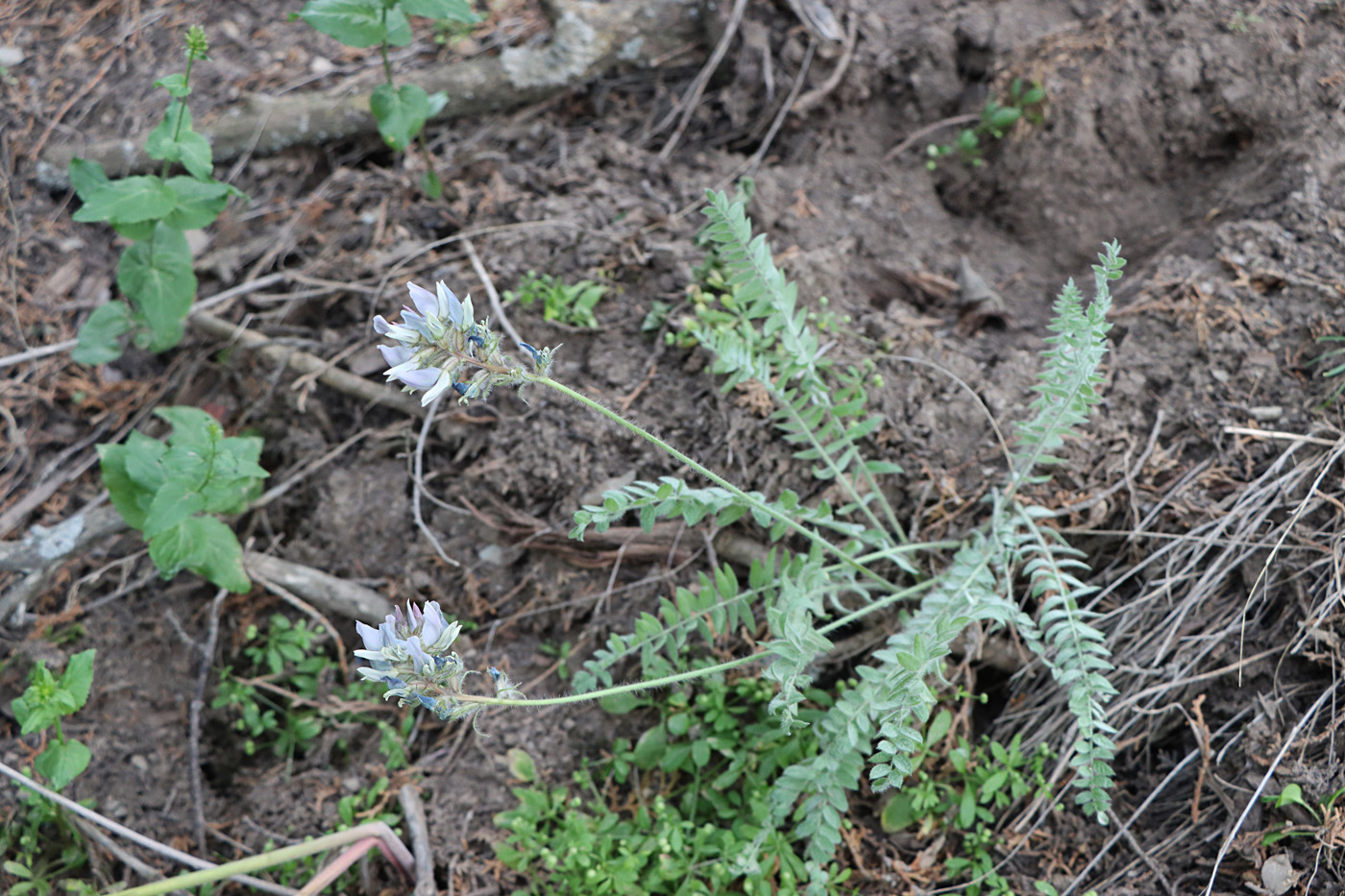 Image of Oxytropis kamelinii specimen.