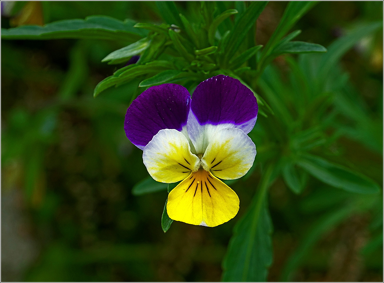 Изображение особи Viola wittrockiana.