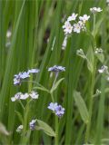 Myosotis sylvatica