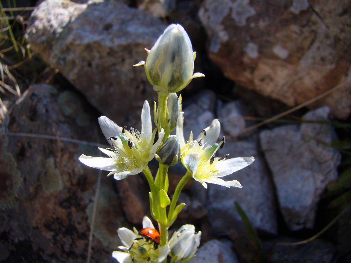 Image of Swertia gonczaroviana specimen.