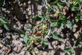 Lonicera olgae. Верхушка ветви. Киргизия, Ошская обл., Памир, Заалайский хр., долина р. Ачик-Таш, ≈ 3600 м н.у.м., каменистый склон. 04.07.2022.