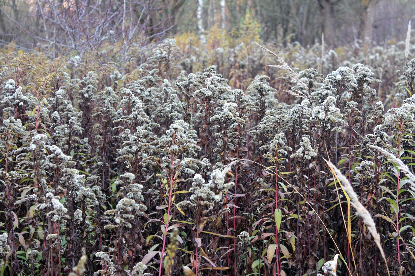 Image of Solidago gigantea specimen.