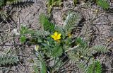 Potentilla anserina. Цветущее растение (рядом растёт Erigeron). Киргизия, Ошская обл., Памир, Заалайский хр., берег оз. Тулпар-Кёль, ≈ 3600 м н.у.м., у воды. 04.07.2022.